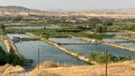 Hikûmeta Herêmê bi biryar û mercên xwe, xwediyên hewzên masiyan dixe nav krîzan