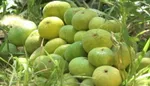 Berhemê hêjîrên îsal, ne bi dilê cotkarane